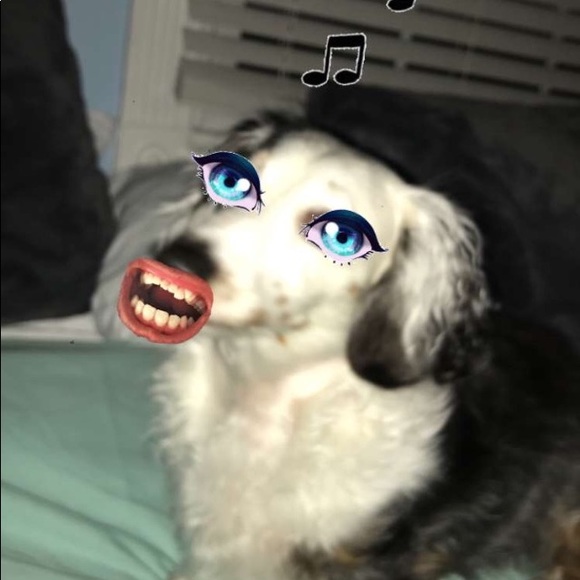 dogmamax6
